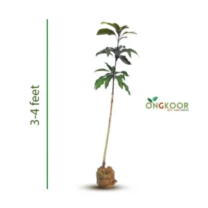 Blackstone Mango Tree ব্ল্যাকস্টোন লম্বা আম গাছ (1)