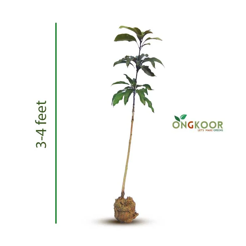 Blackstone Mango Tree ব্ল্যাকস্টোন লম্বা আম গাছ (1)