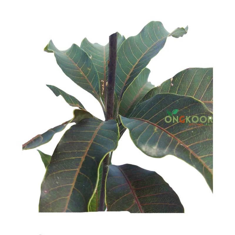 Blackstone Mango Tree ব্ল্যাকস্টোন লম্বা আম গাছ - Image 2