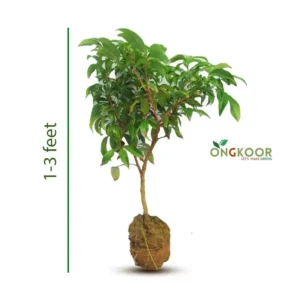 China 3 Lychee চায়না ৩ লিচু গাছ