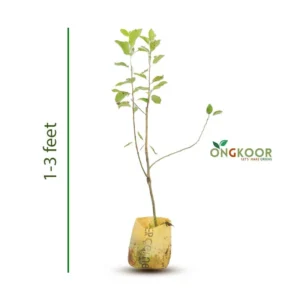 Deli C Apple ডেলি সি আপেল (1)