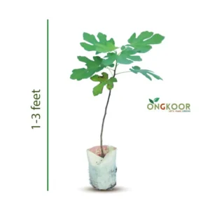 Fig Fruit ত্বীন ফল গাছ