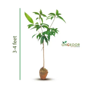 Gouromoti গৌড়মতি আম গাছ (1)