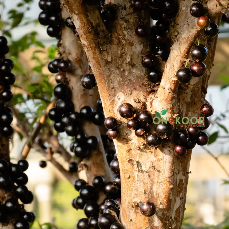 Jabuticaba জাবুটিকাবা গাছ