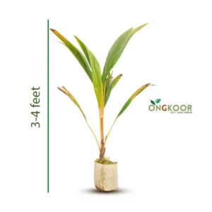 Kerala Short Varieties of Coconut কেরালা নারিকেল গাছ (1)