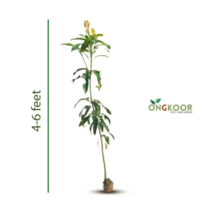 Kujai Mango কিউজাই আম গাছ (2)