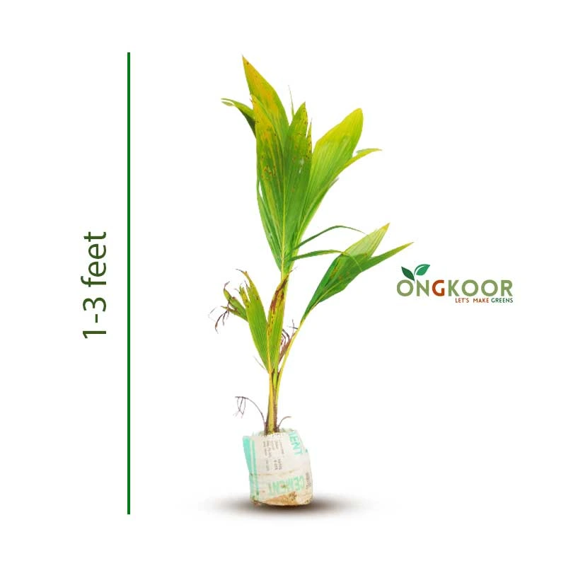 Malaysian Short Varieties of Coconut খাটো জাতের নারিকেল গাছ
