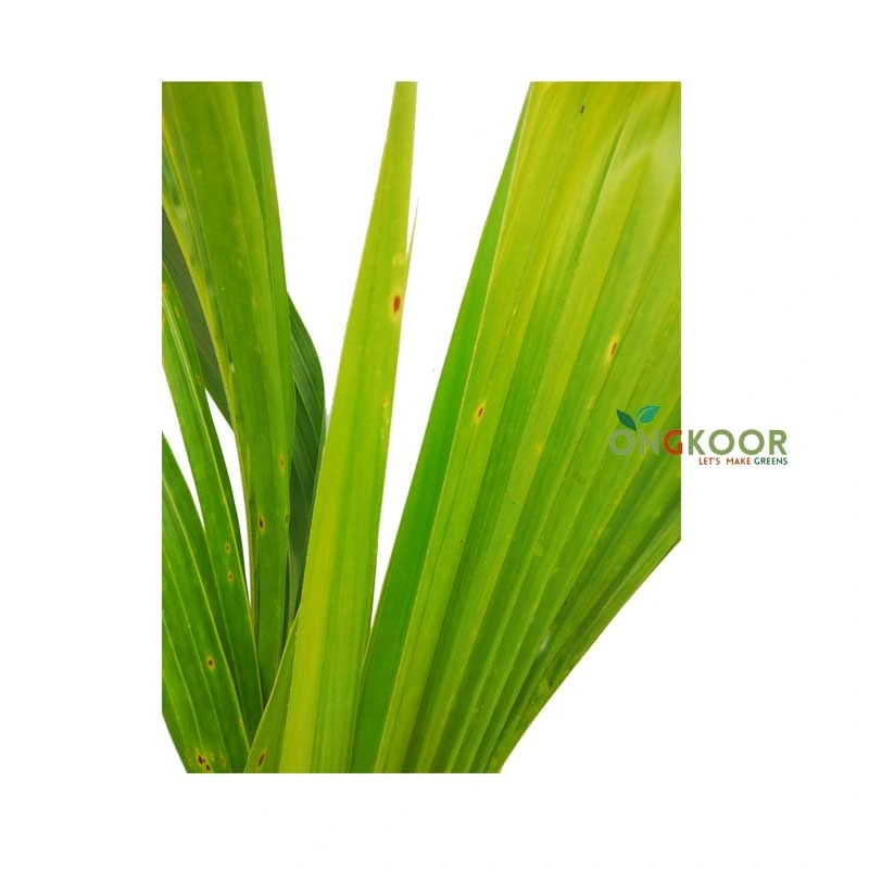 Malaysian Short Varieties of Coconut খাটো জাতের নারিকেল গাছ - Image 2
