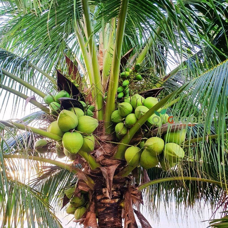 Malaysian Short Varieties of Coconut খাটো জাতের নারিকেল গাছ