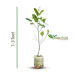 Pink Jackfruit পিংক কাঁঠাল গাছ