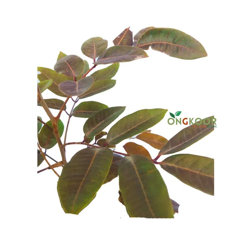 Ruby Longan রুবি লংগান ফল গাছ - Image 2