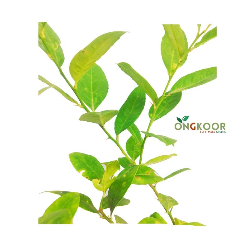 Seedless Lemon বীজহীন লেবু গাছ - Image 2