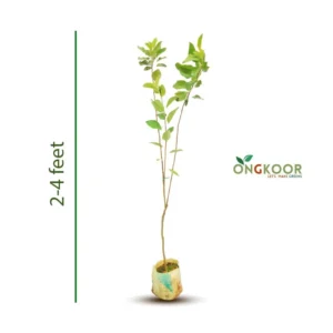 Summer Green Apple সামার গ্রীন আপেল