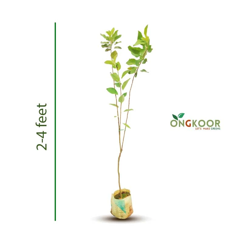 Summer Green Apple সামার গ্রীন আপেল