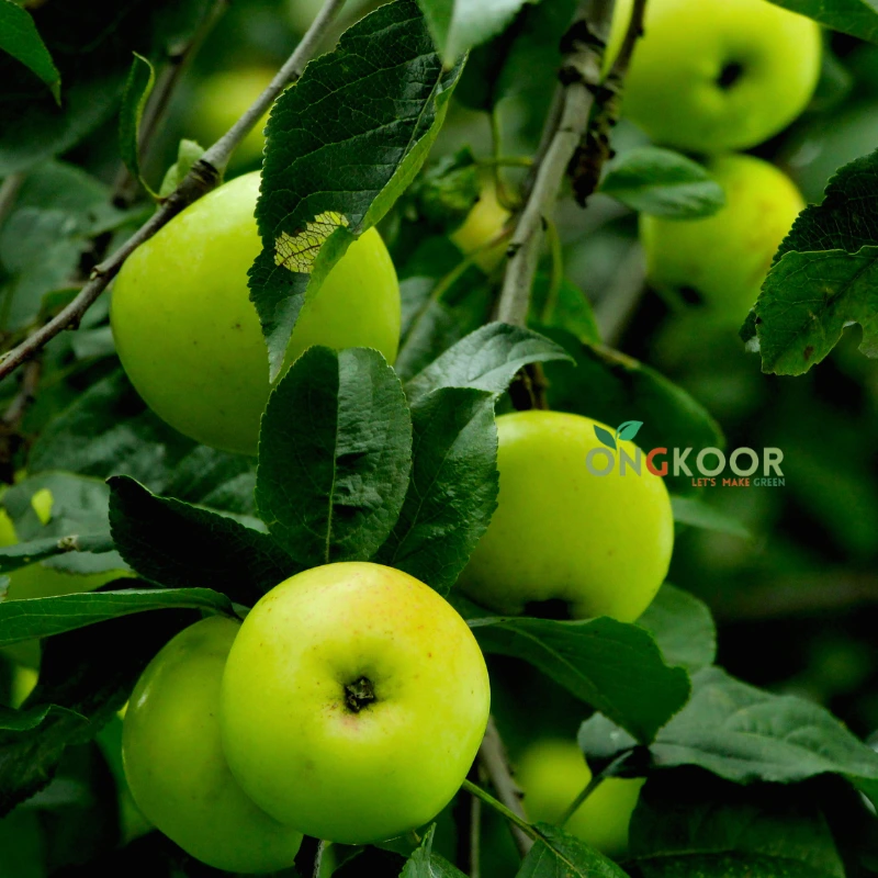 Summer Green Apple সামার গ্রীন আপেল