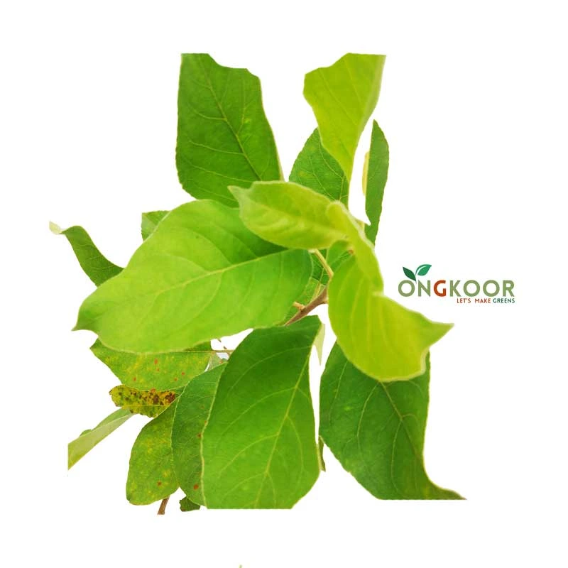 Summer Green Apple সামার গ্রীন আপেল - Image 2