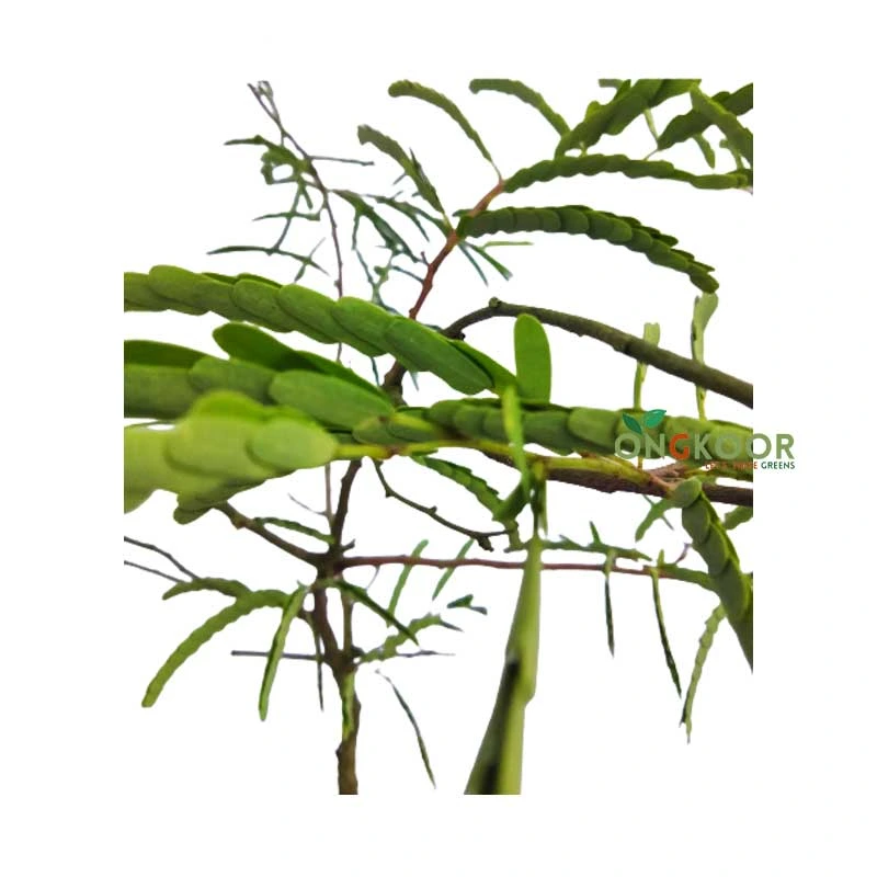 Sweet Tamarind মিষ্টি তেঁতুল গাছ - Image 2