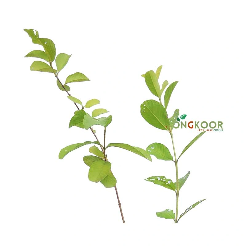 1-Thai-7-Payera-Plantby-Ongkoor-(small)