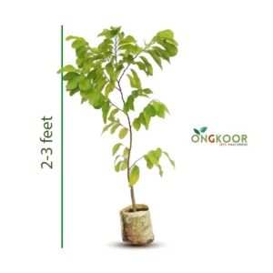 Thai Green Sharifa থাই সবুজ শরিফা ফল গাছ (1) (1)