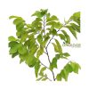 Thai Green Sharifa থাই সবুজ শরিফা ফল গাছ - Image 2