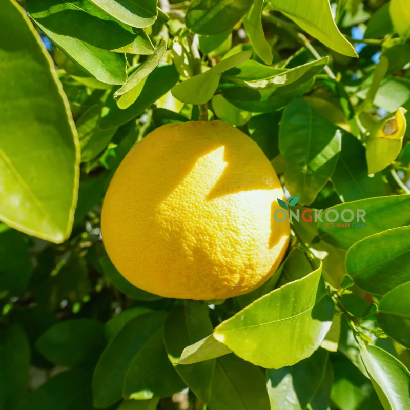 Thai Jambura থাই জাম্বুরা গাছ (1)