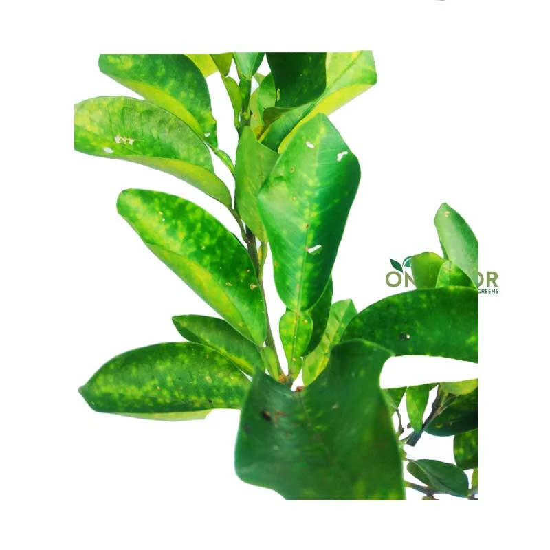 Thai Jambura থাই জাম্বুরা গাছ - Image 2