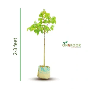 Thai Sweet Kamranga থাই মিস্টি কামরাঙ্গা গাছ