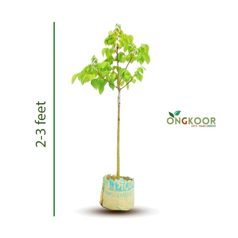 Thai Sweet Kamranga থাই মিস্টি কামরাঙ্গা গাছ