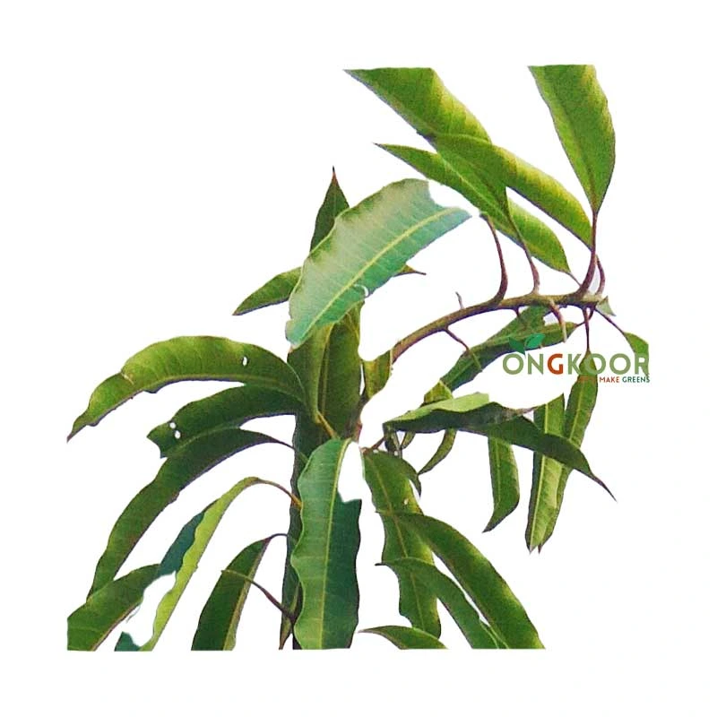 Twelve Months Bari-11 বারোমাসি বারি-১১ আম গাছ - Image 2