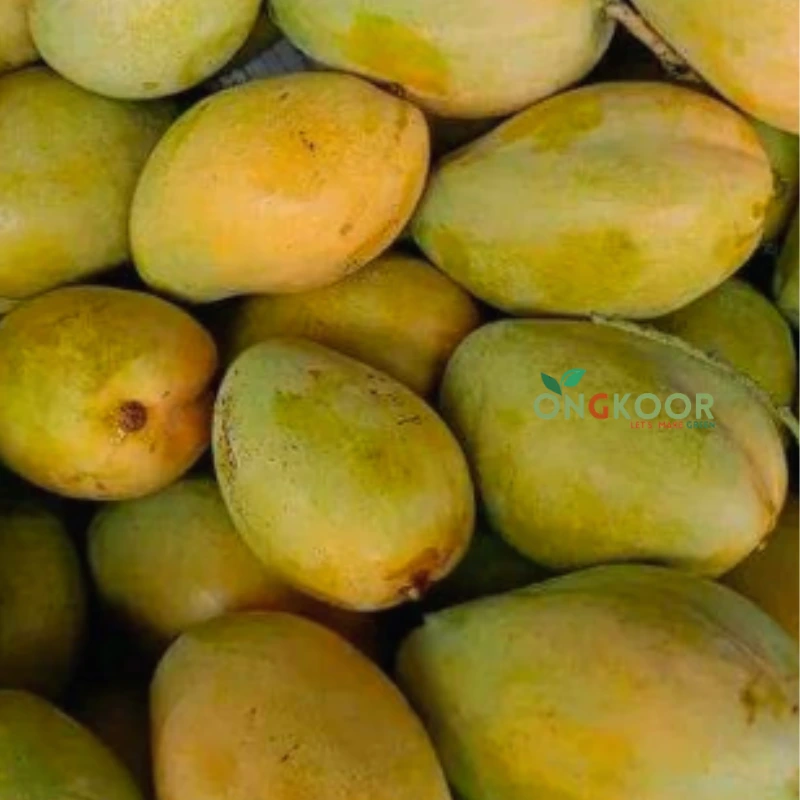 Twelve Months Bari-11 বারোমাসি বারি-১১ আম গাছ