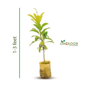 Vietnamese Perennial Pencil Safeda বারোমাসি সফেদা গাছ (1)