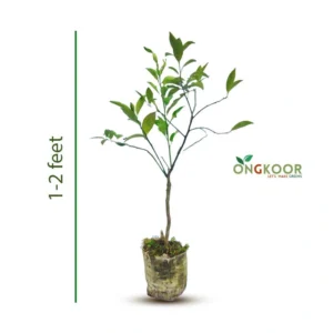 Vietnami Twelve Months Sweet Orange