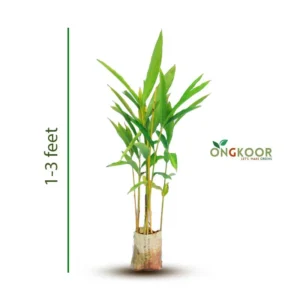 White Cardamom