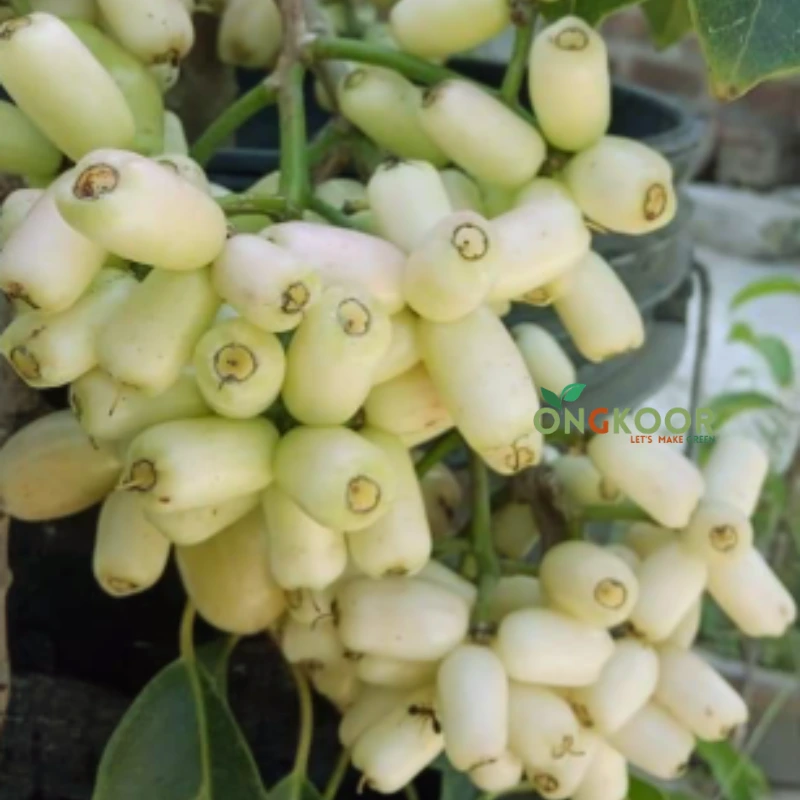 White Java Plum সাদা জাম গাছ (1)
