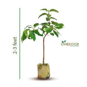 White Java Plum সাদা জাম গাছ (1)