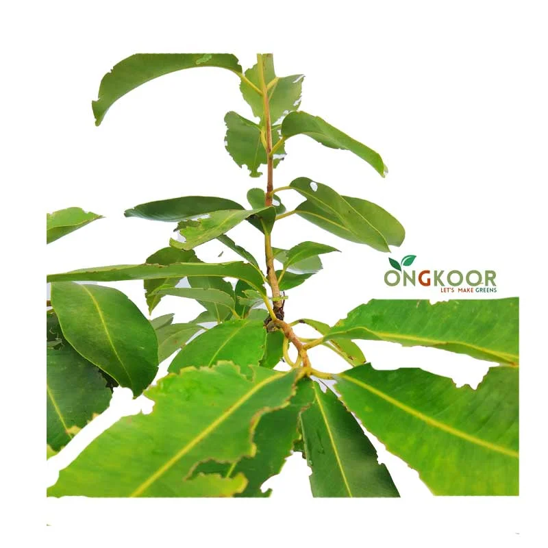 White Java Plum সাদা জাম গাছ - Image 2