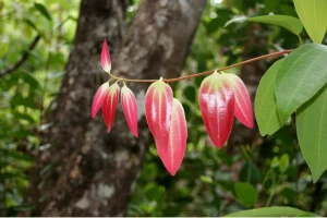 দারচিনি গাছের লাল পাতা 