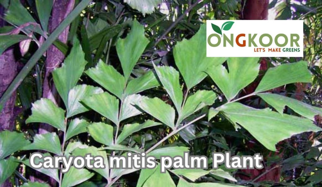 Caryota mitis palm plant by ongkoor indoor plants Bangladesh