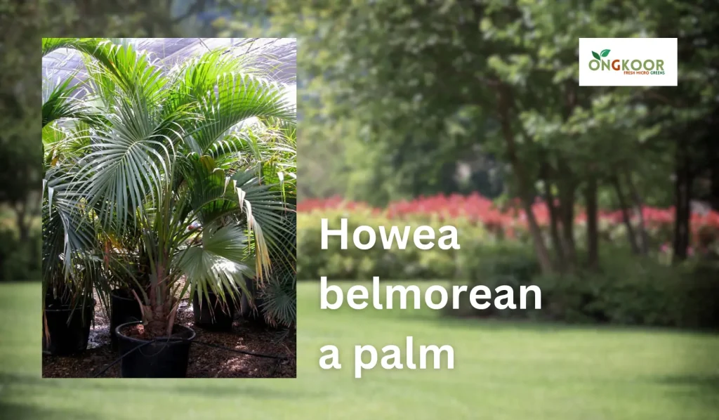 Howea belmoreana palm