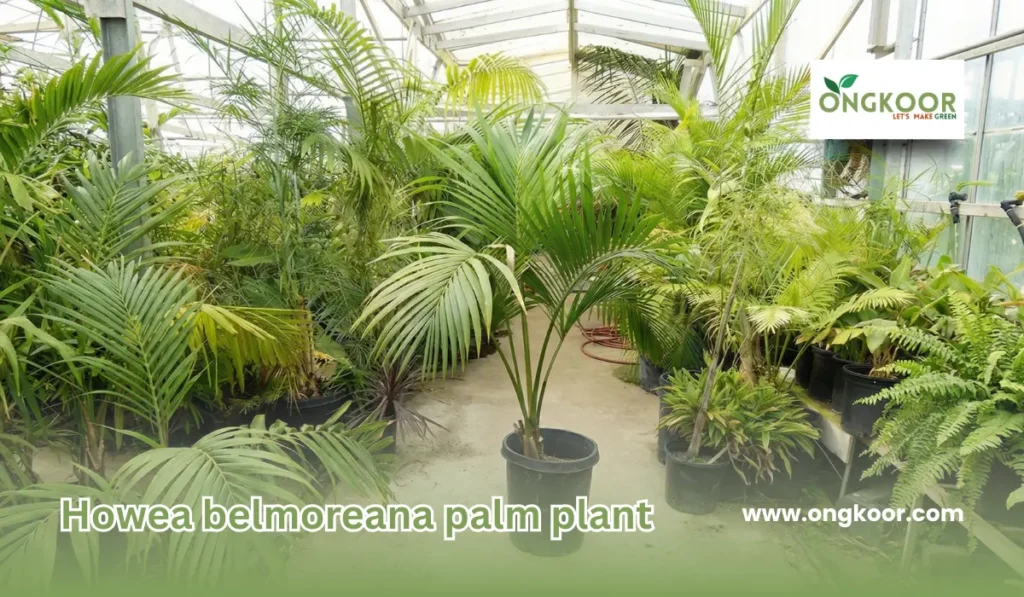Howea belmoreana palm plant