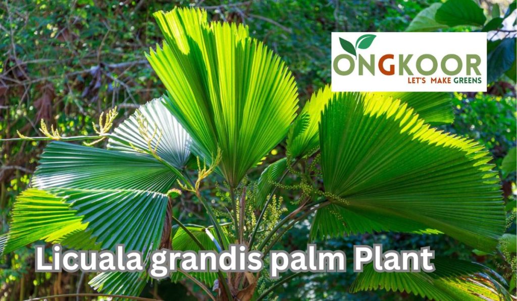 Licuala grandis palm plant by ongkoor indoor plants Bangladesh