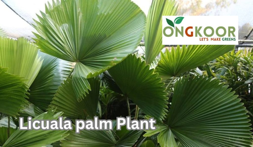 Licuala palm plant by ongkoor indoor plants Bangladesh