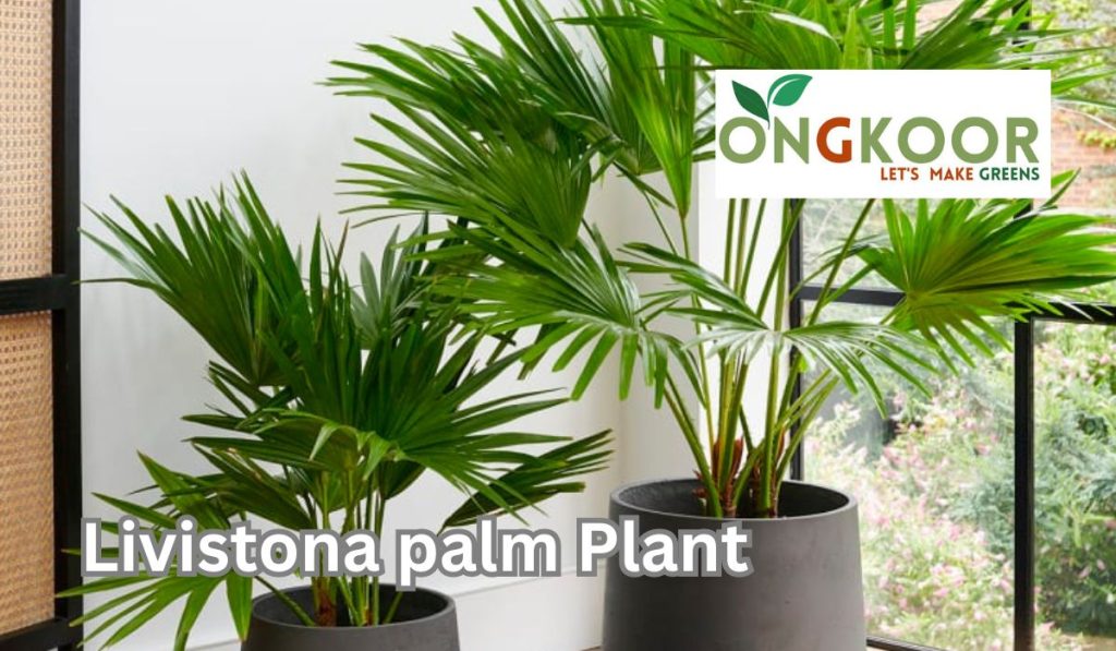 Livistona palm plant by ongkoor indoor plants Banglaadesh