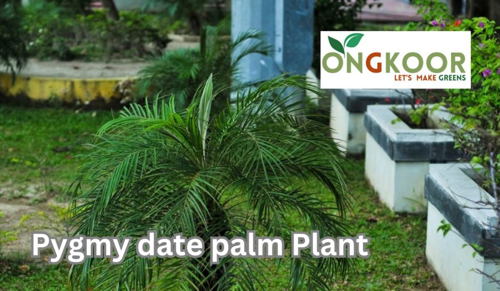 Pygmy date palm by ongkoor indoor plants Bangladesh