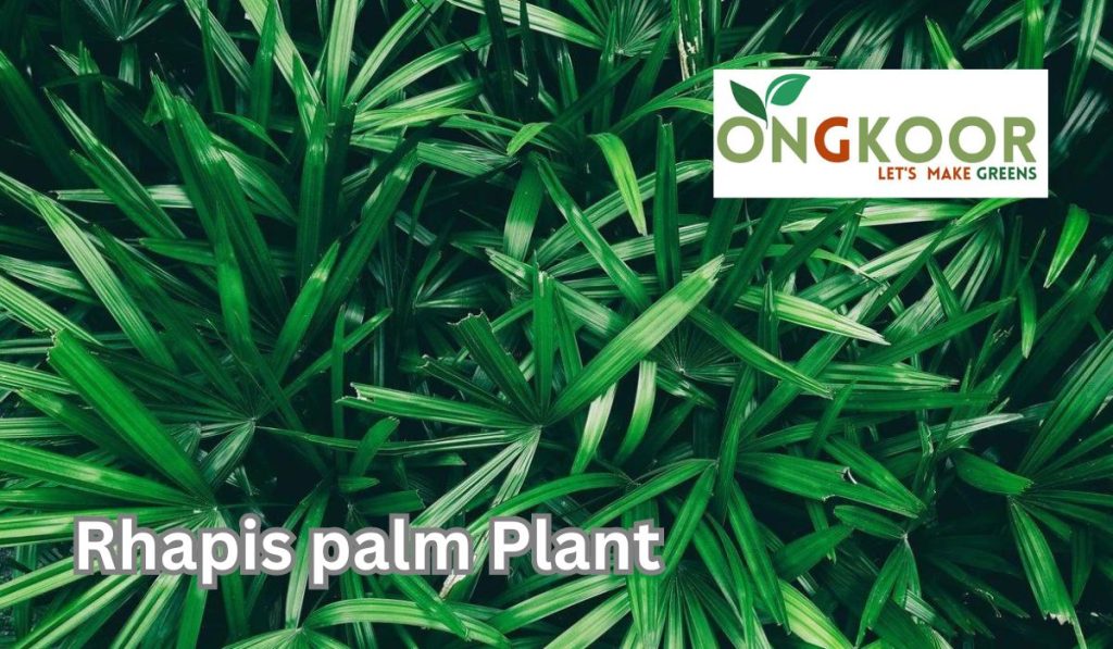 Rhapis palm plant by ongkoor indoor plants Bangladesh