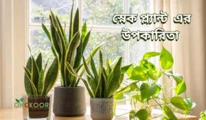 স্নেক প্লান্টের ১০টি উপকারিতা আপনাকে ভাবিয়ে তুলবে।