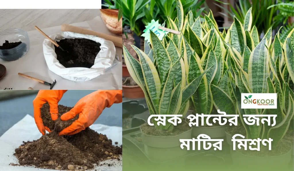 স্নেক প্লান্টের জন্য মাটি মিশ্রণ