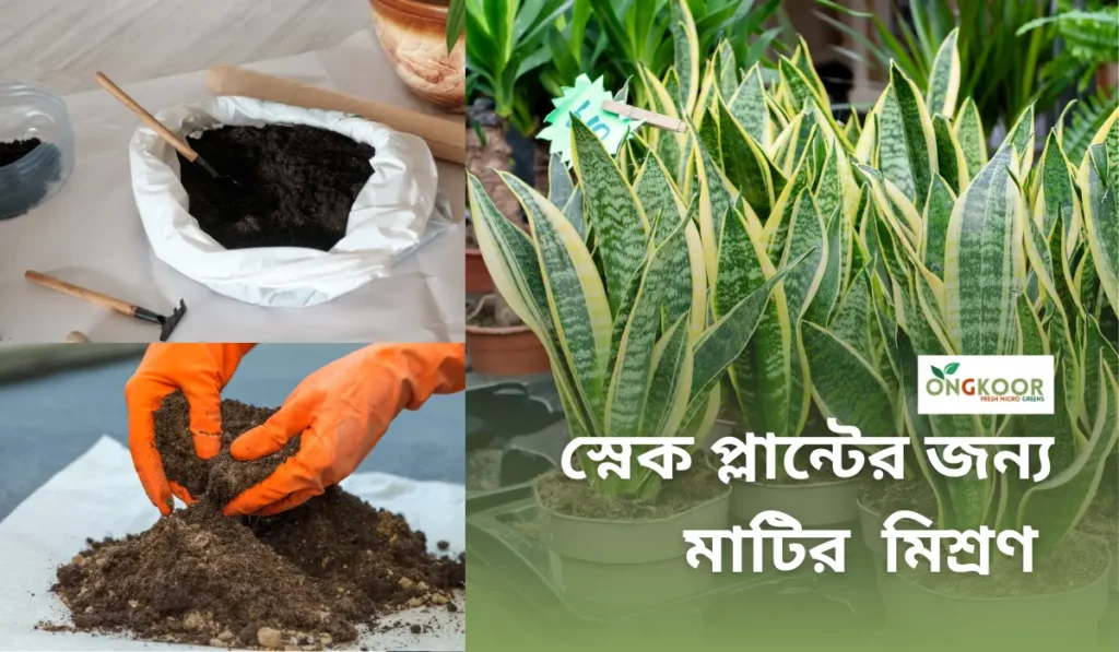 স্নেক প্লান্টের জন্য মাটি মিশ্রণ: একটি পেশাদার নির্দেশিকা