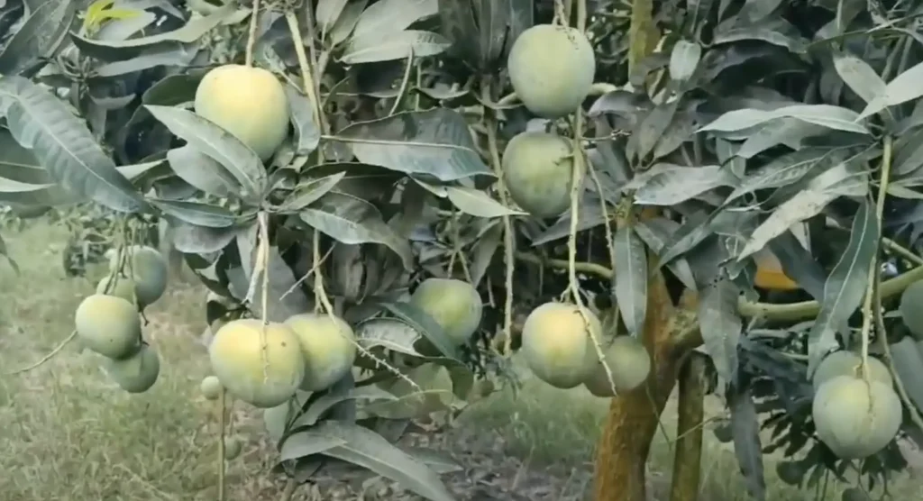 বারি ৪ আম চাষ ও পরিচর্যা গাইড