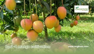 বারি ৪ আম চাষ  ও পরিচর্যা গাইড